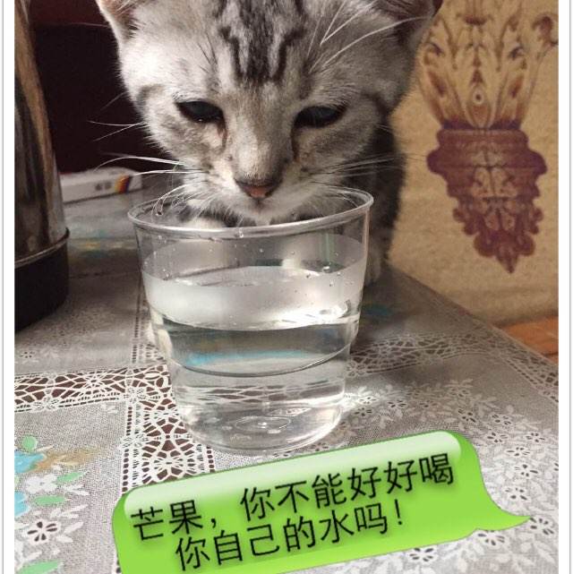 高仿俄罗斯驾驶证